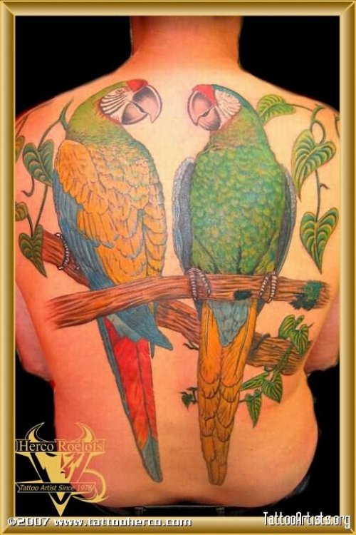 Colored Parrot Tattoos On Man Back
