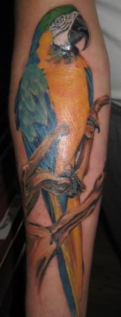 Awesome Color Ink Parrot Tattoo On Sleeve