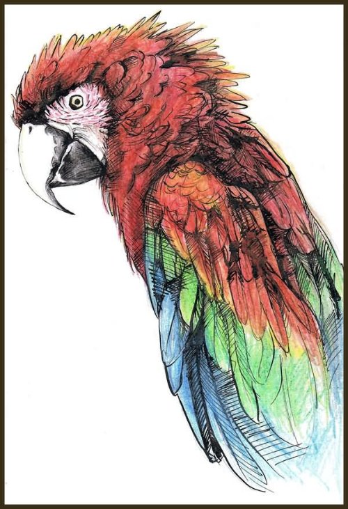 Beautiful Colored Parrot Tattoo Design