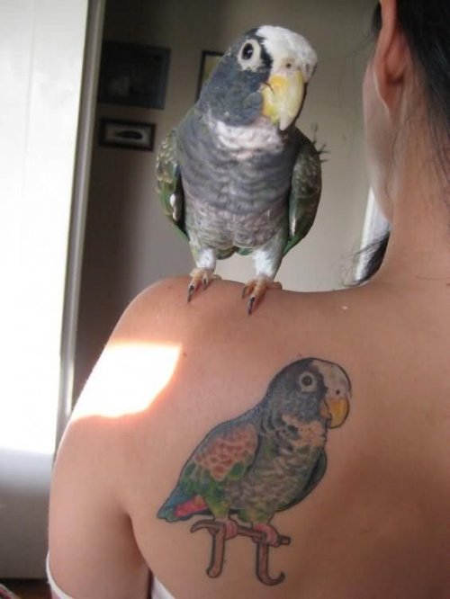 Man Left Back Shoulder Parrot Sitting On Pi Tattoo