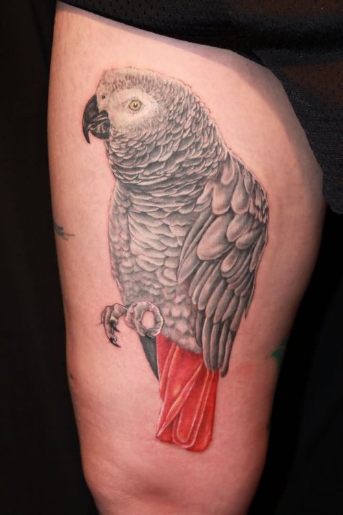 African Grey Ink Parrot Tattoo