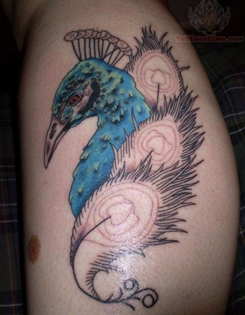 Peacock Head And Feather Tattoos