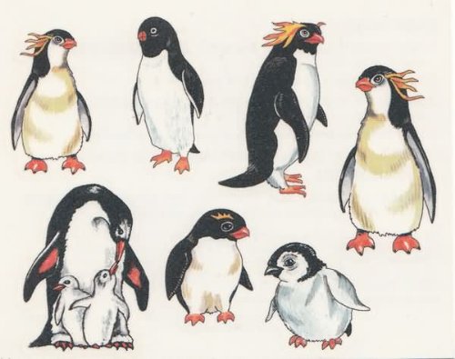 Beautiful Penguin Tattoos Designs