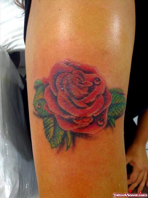 red rose with petals and drops of dew tatto