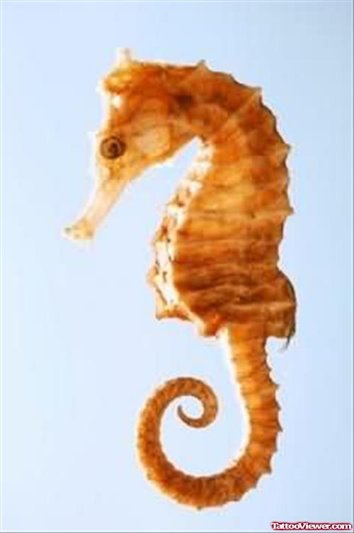Orignal Seahorse Tattoo Design