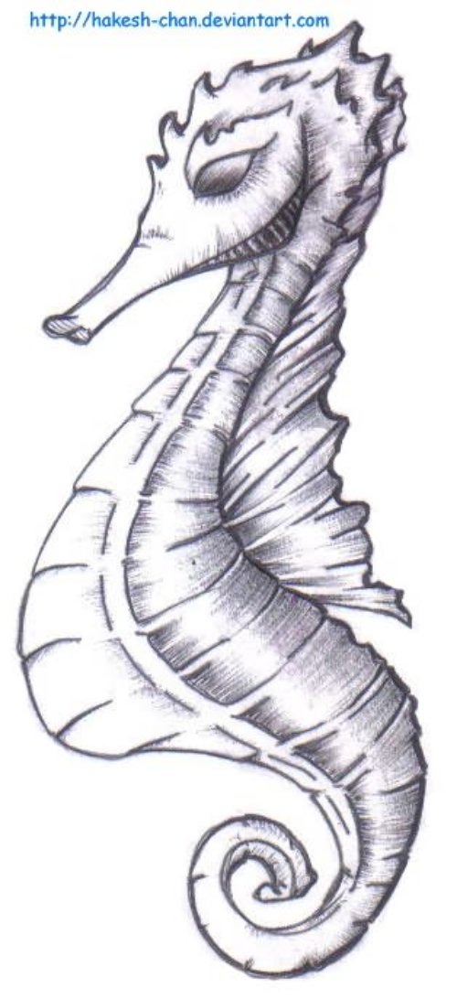 Sketch Seahorse Tattoo