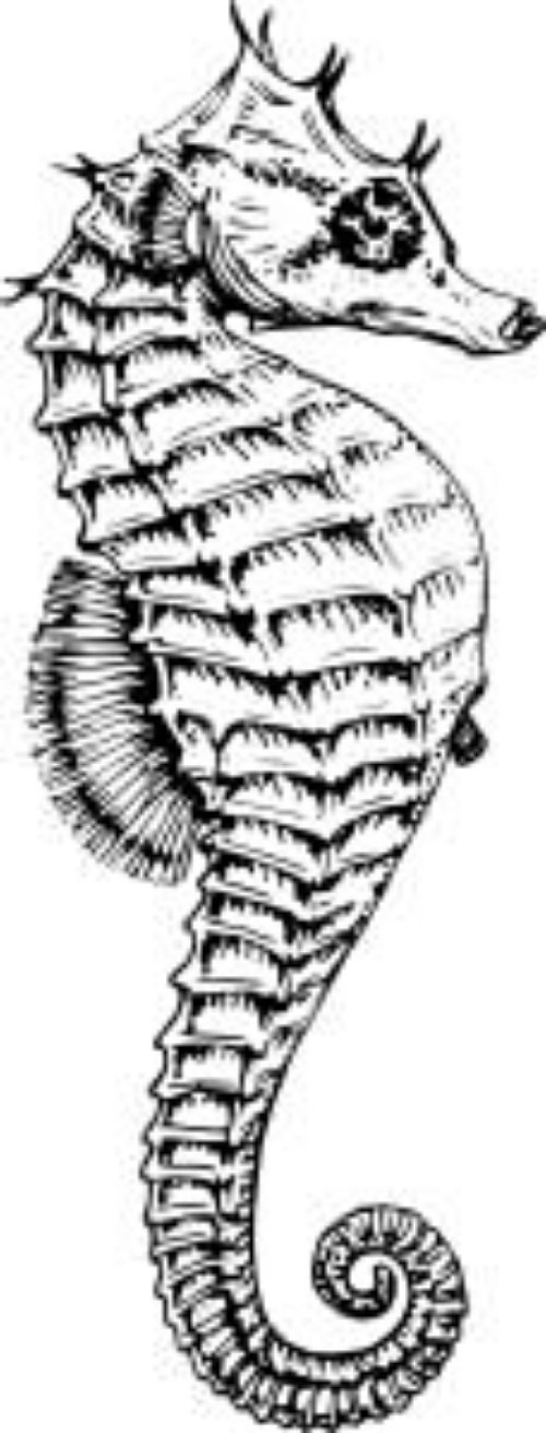 Seahorse Skull Tattoo Sketch