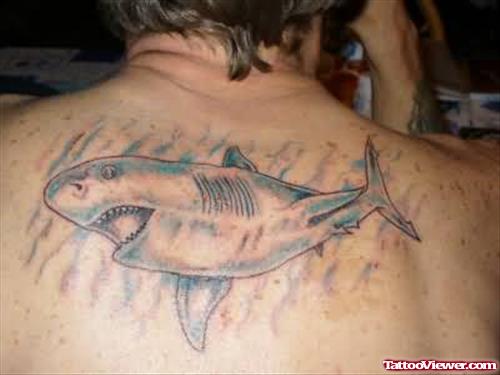 New Shark Tattoo On Back Body
