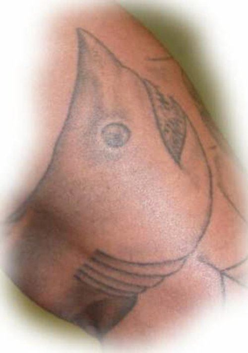 Amko Sharks Tattoos