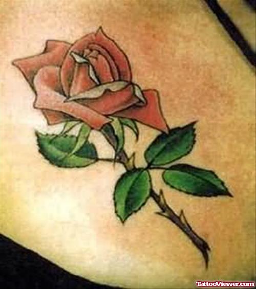 Beautiful Rose Tattoo On Shoulder