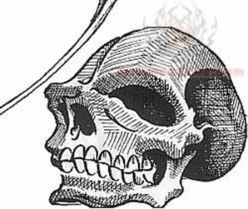 Skull Tattoo Design Picture