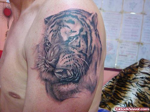 Amazing Grey Ink Tiger Tattoo On Man Left Shoulder