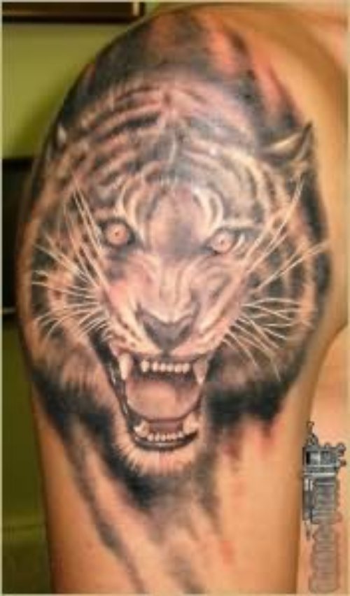Attractive Grey Ink Tiger Head Tattoo On Right Shoulder