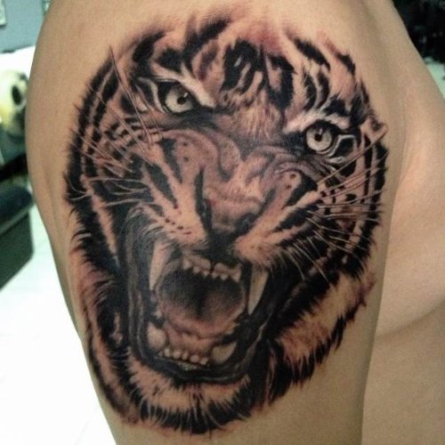 Grey Ink Roaring Tiger Tattoo On Right Shoulder