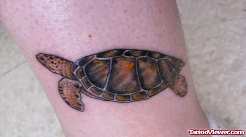 Sea Turtle Popular Tattoo