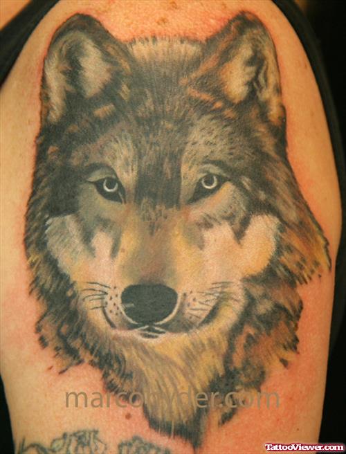 Realistic Wolf Tattoo On Left Shoulder