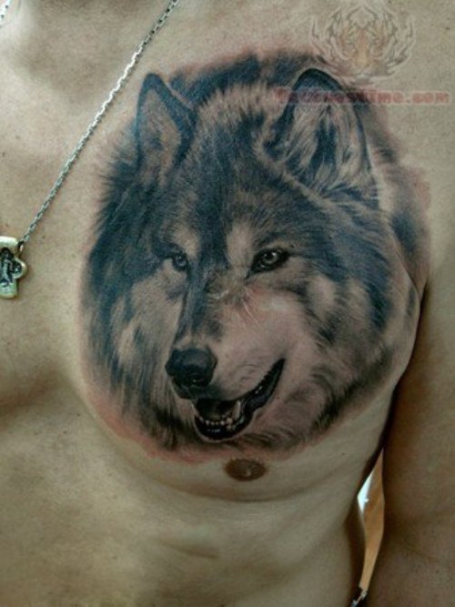Good Grey Ink Wolf Head Tattoo On Man Chest