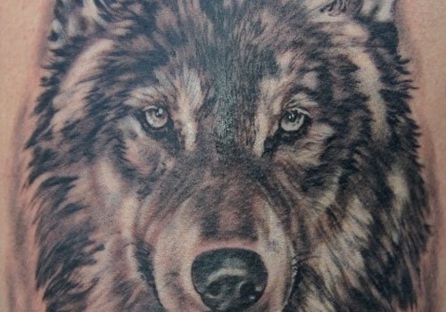 Grey Ink Wolf Head Tattoo On Shoulder